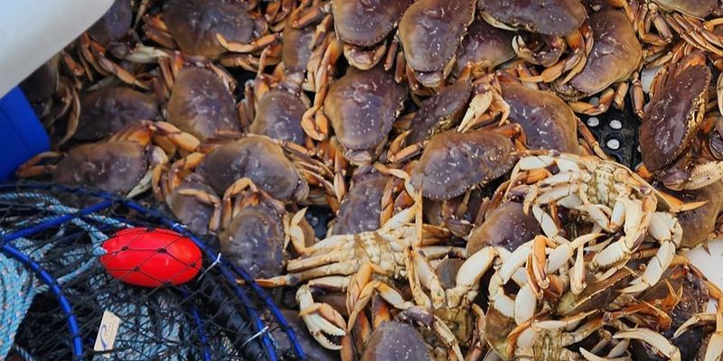 San Francisco Charter Fishing | Crab Only